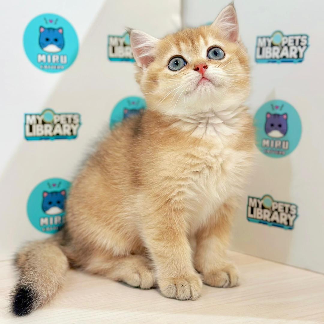 British Shorthair Kitten