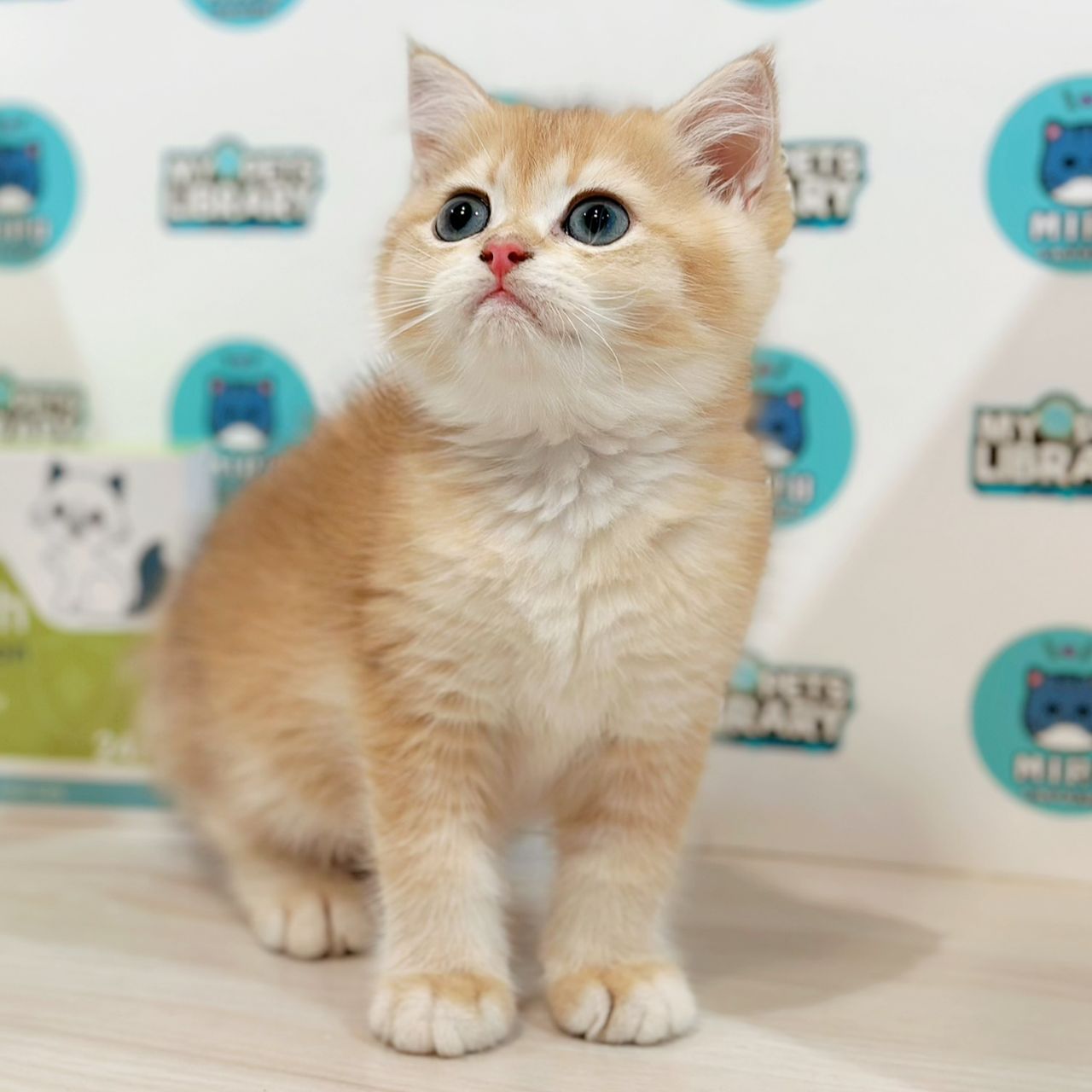 British Shorthair Kitten