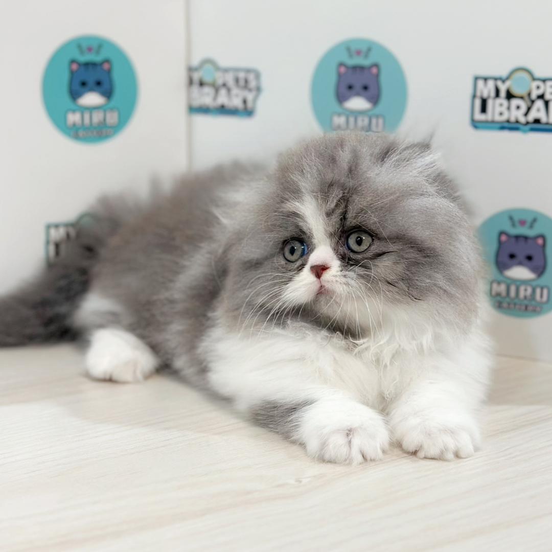 Super Short Minuet Napoleon Kitten