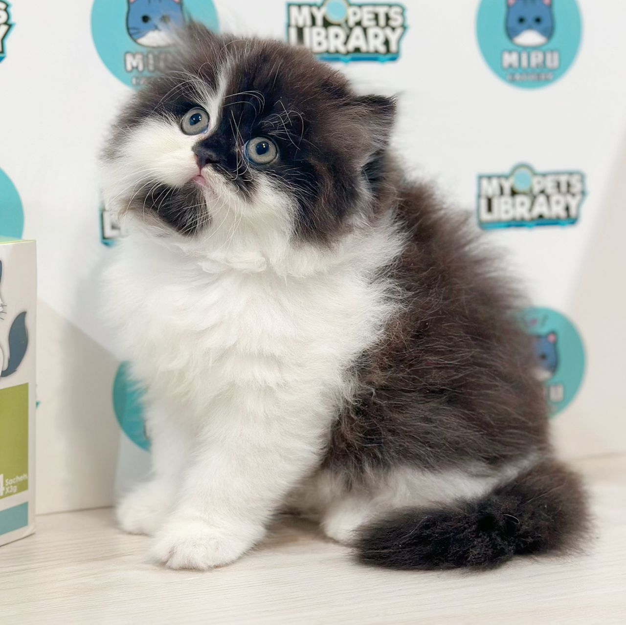 Minuet Napoleon Kitten