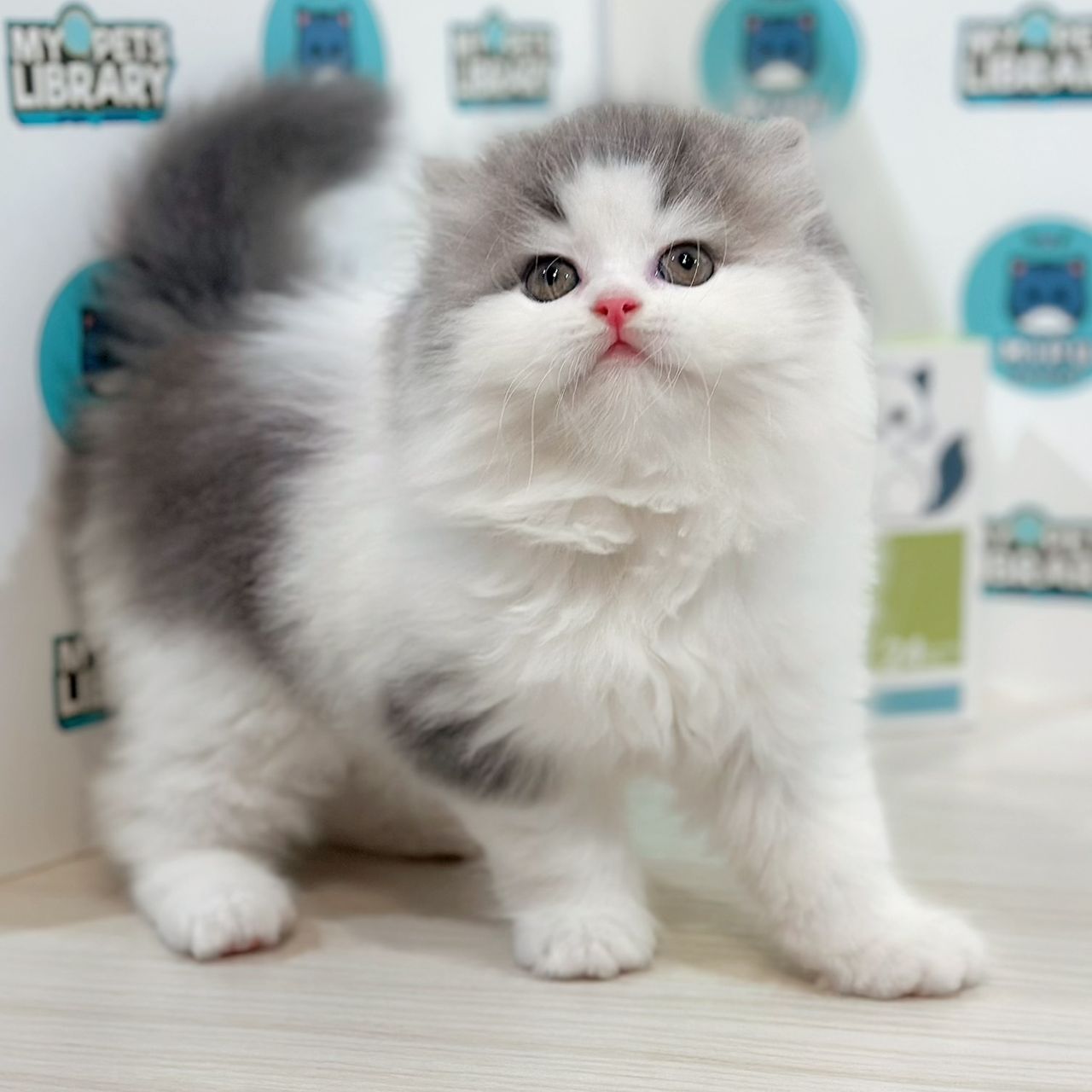 Minuet Napoleon Kitten