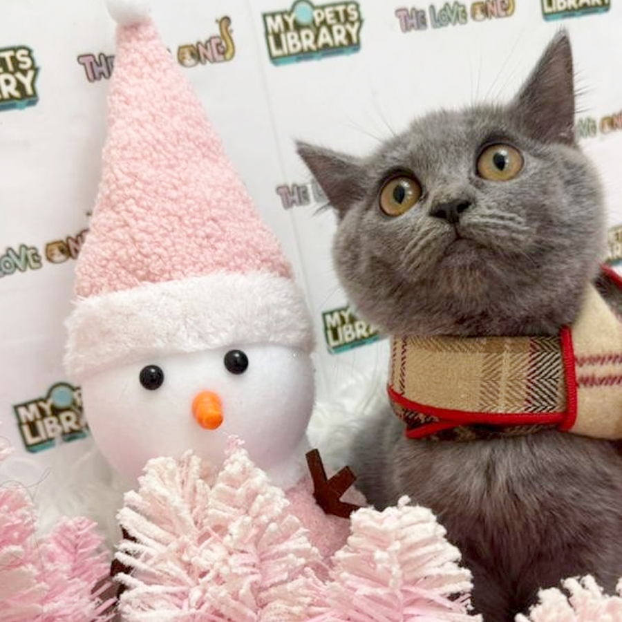 British Shorthair Kitten