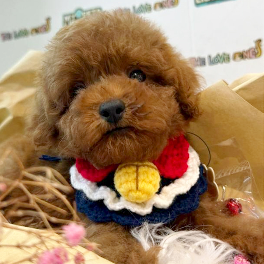 Tiny Poodle Puppy