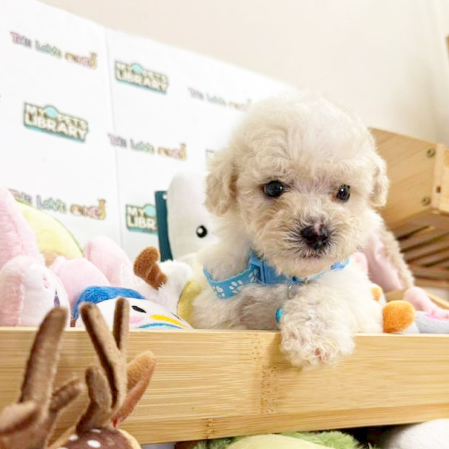 Tiny Short Leg Poodle Puppy