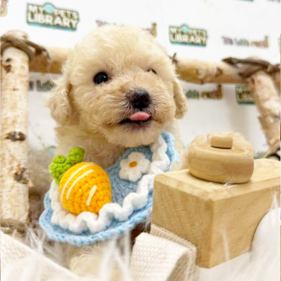 Tiny Short Leg Poodle Puppy