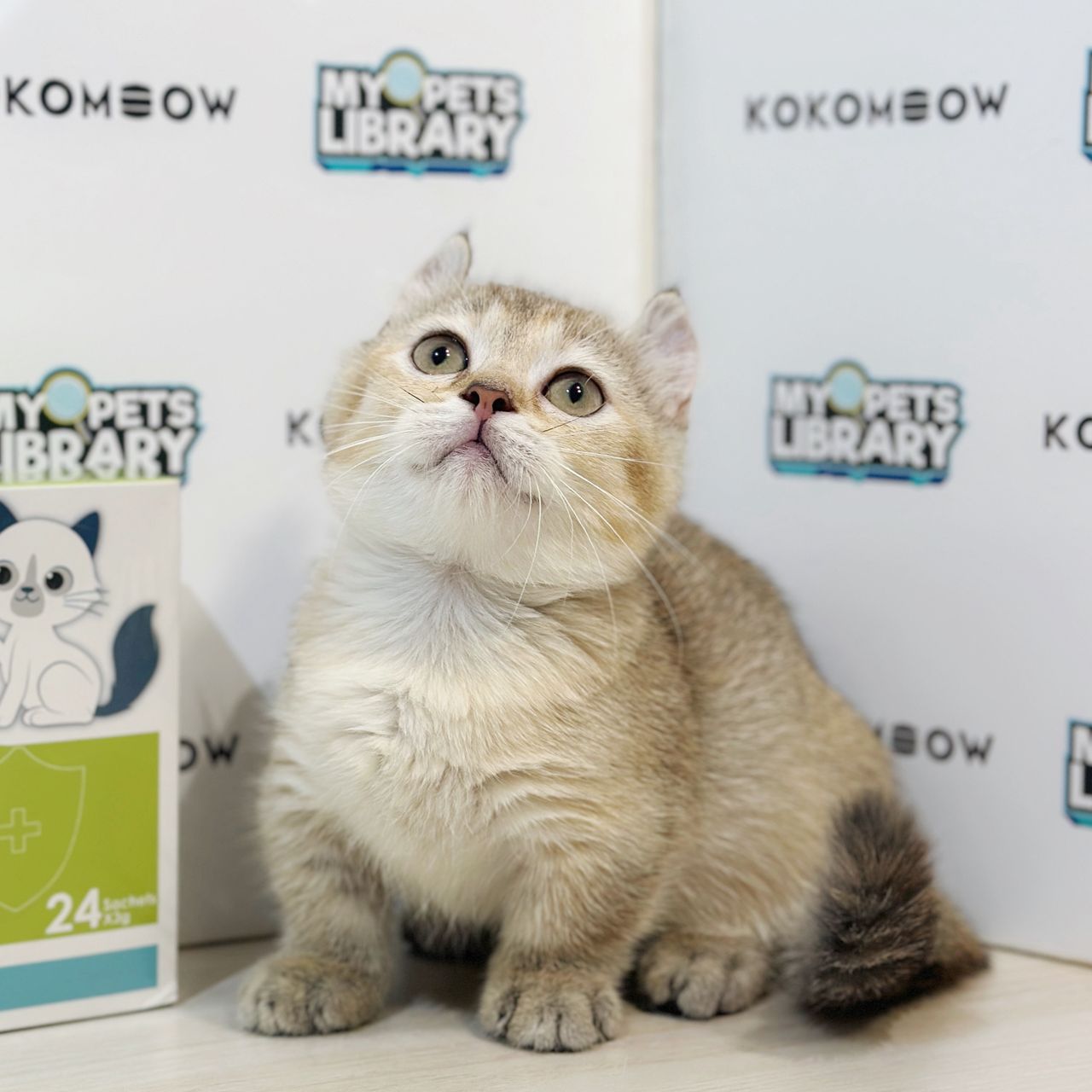 Super Short Munchkin Kinkalow Kitten