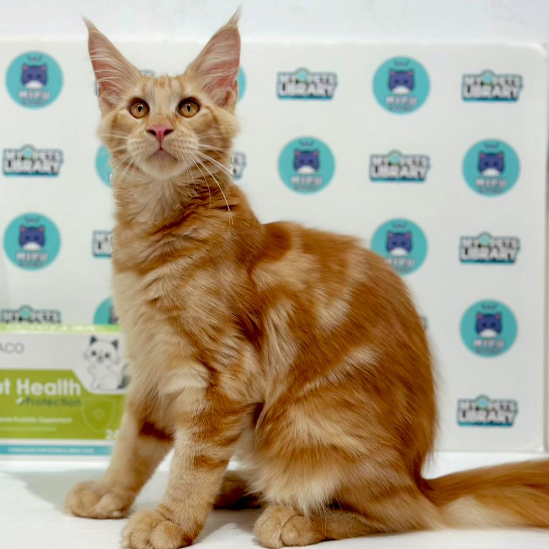Maine Coon Kitten