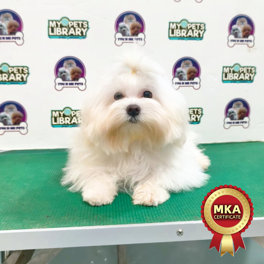 MKA Maltese Puppy