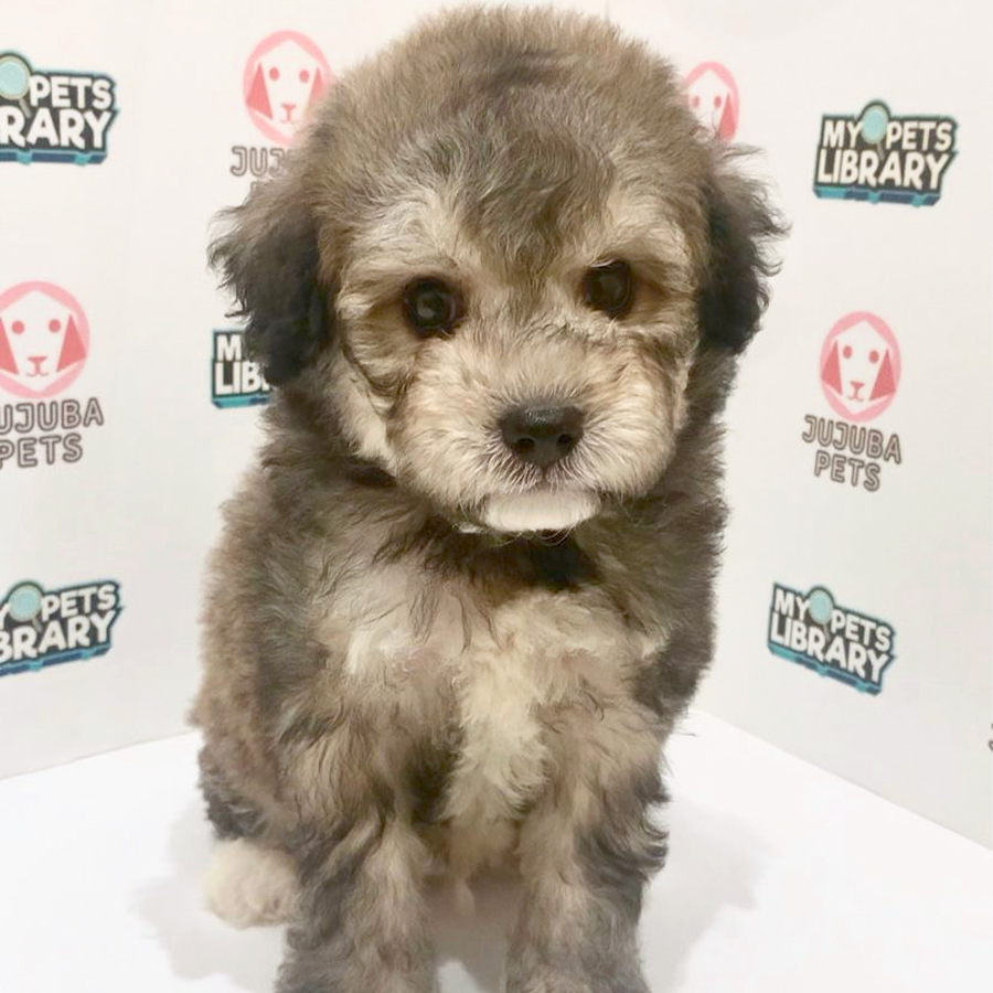 Poochon Puppy