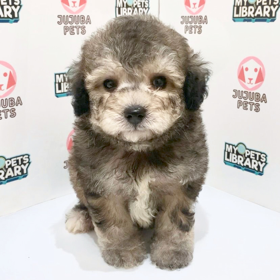 Poochon Puppy