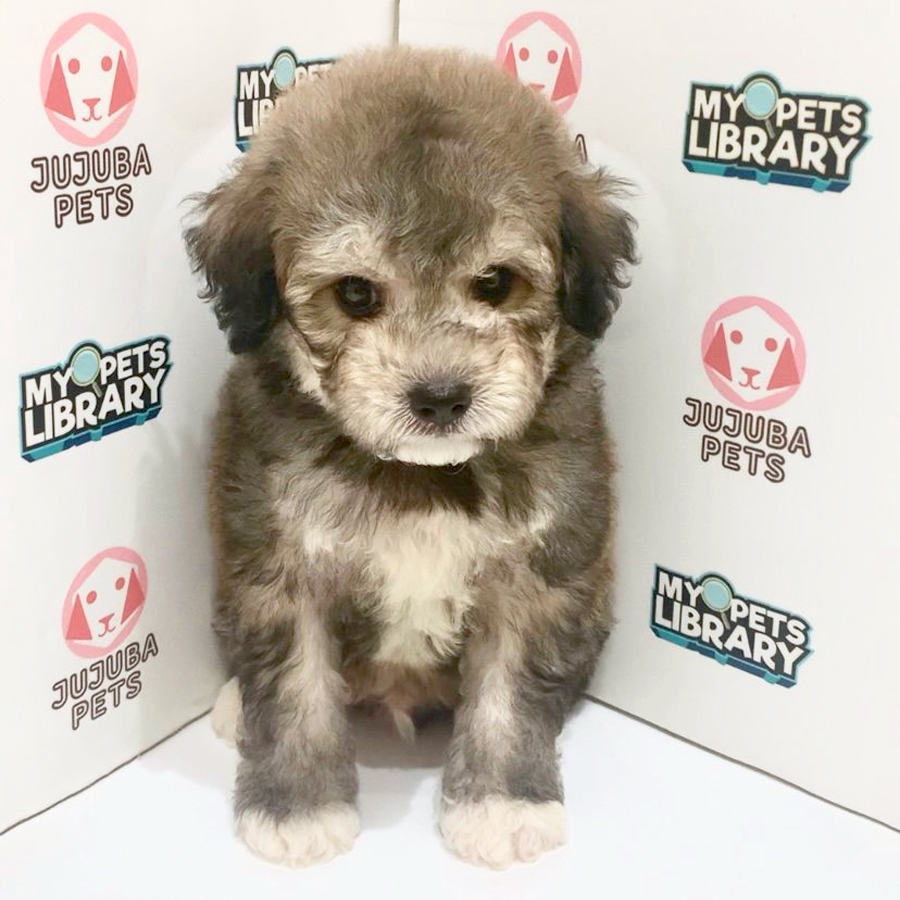Poochon Puppy