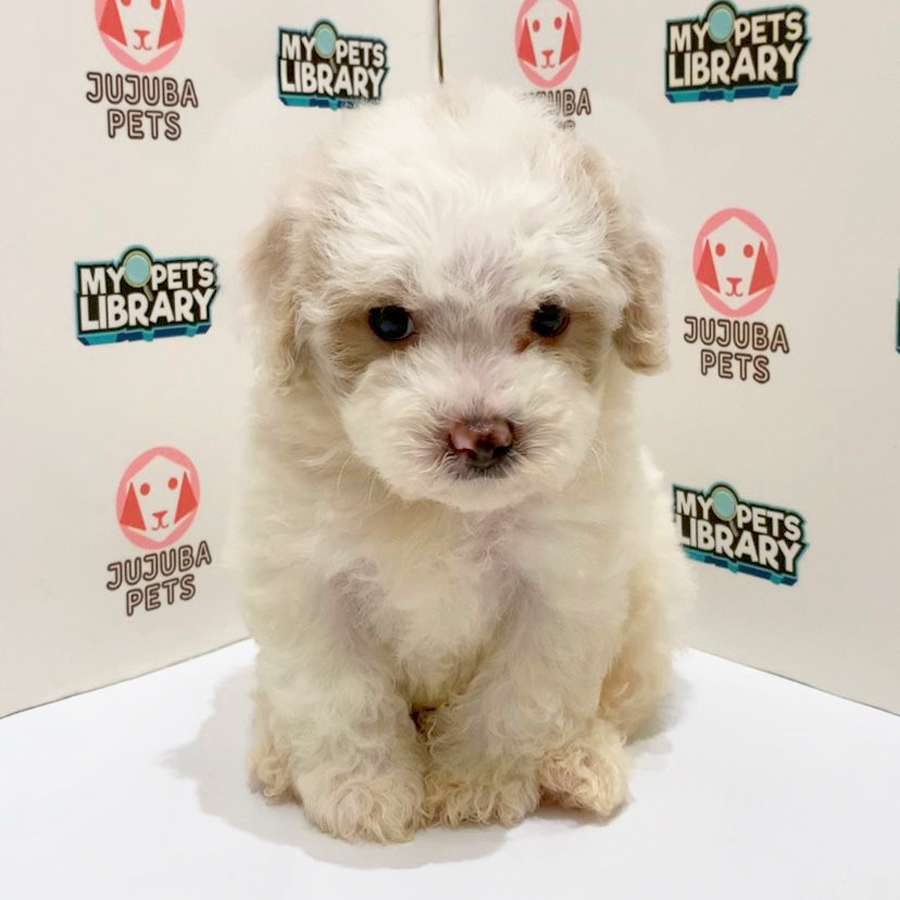 Poochon Puppy
