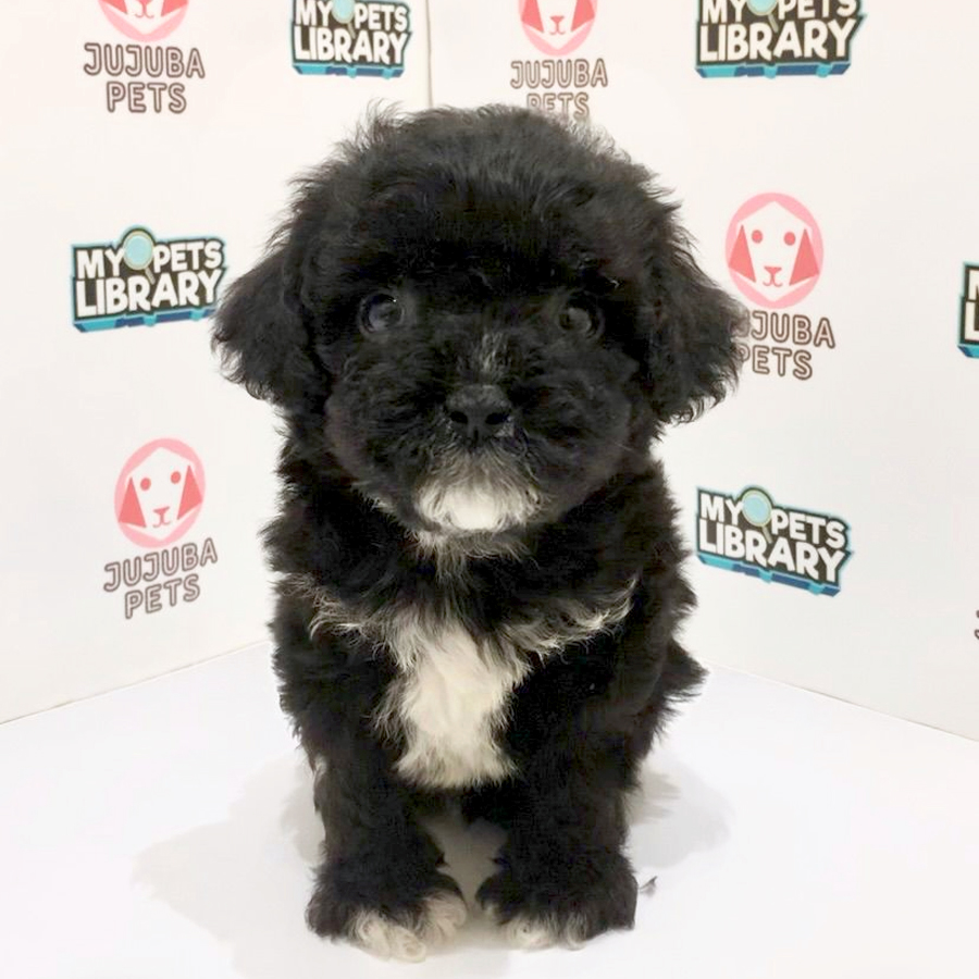 Poochon Puppy