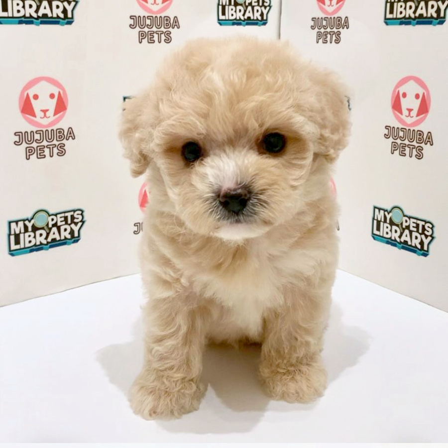 Poochon Puppy