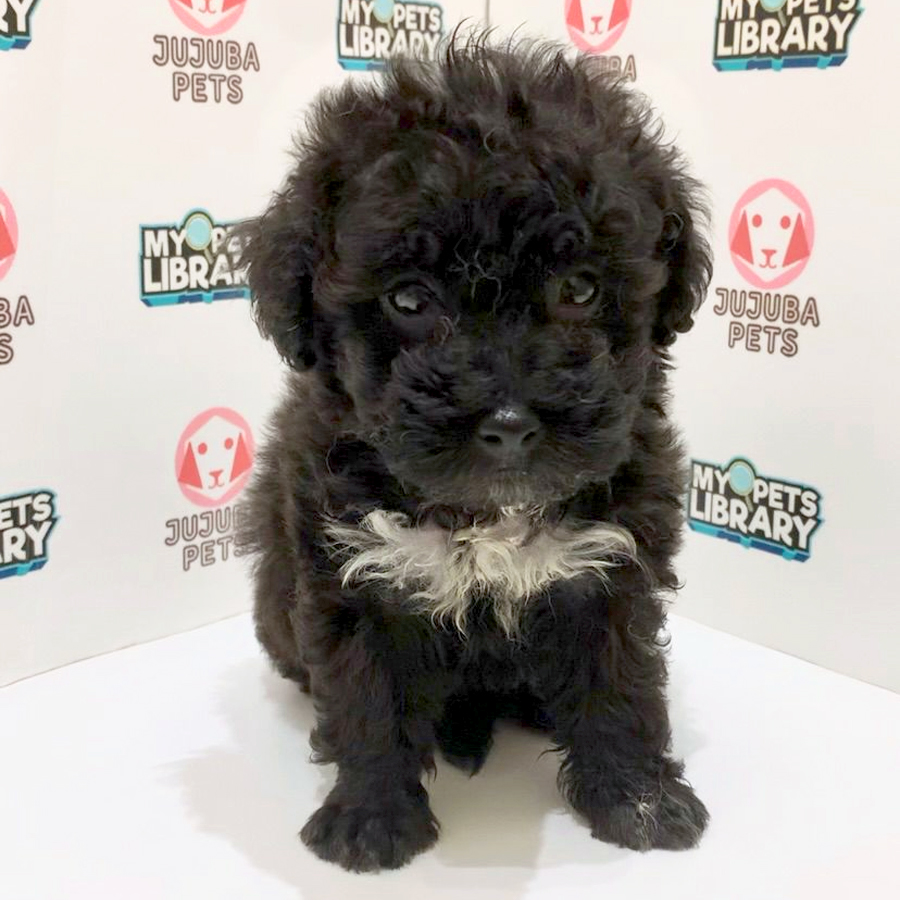 Maltipoo Puppy