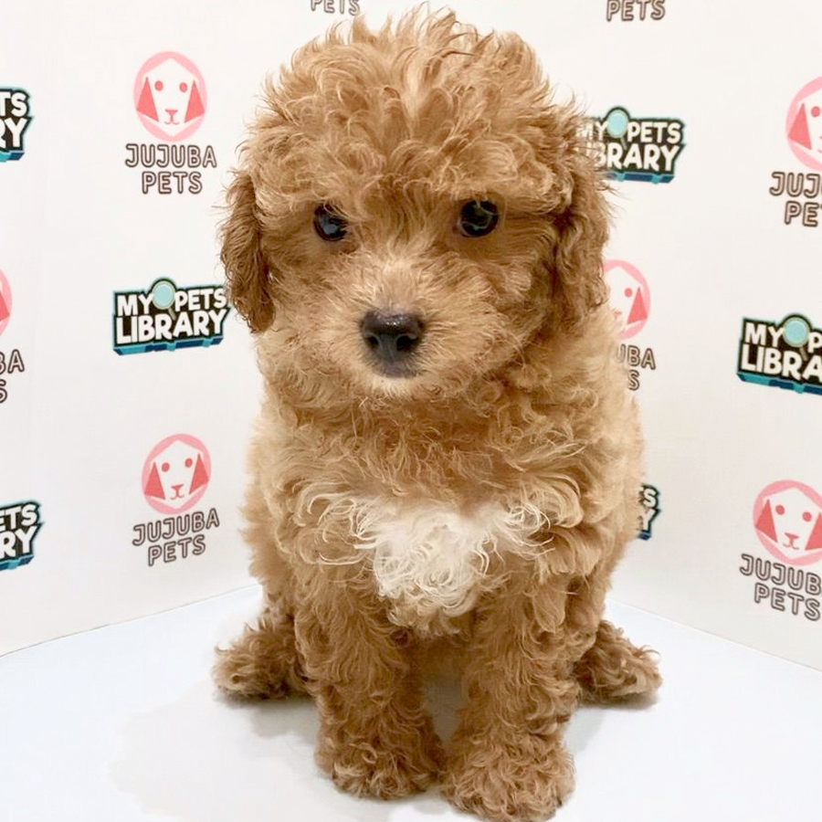 Toy Poodle Puppy