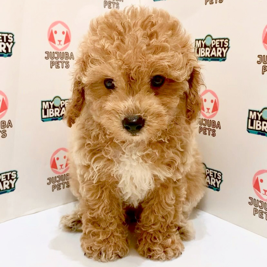 Toy Poodle Puppy
