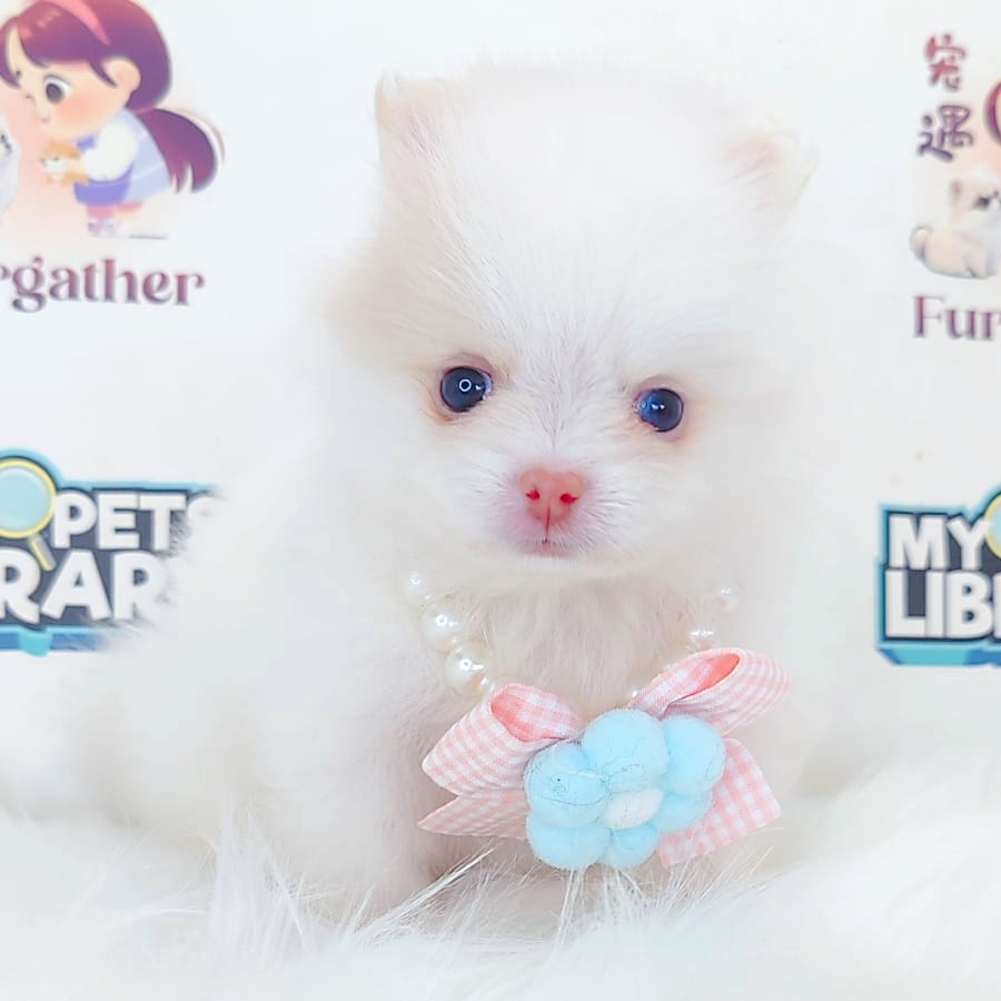 Pomeranian Puppy
