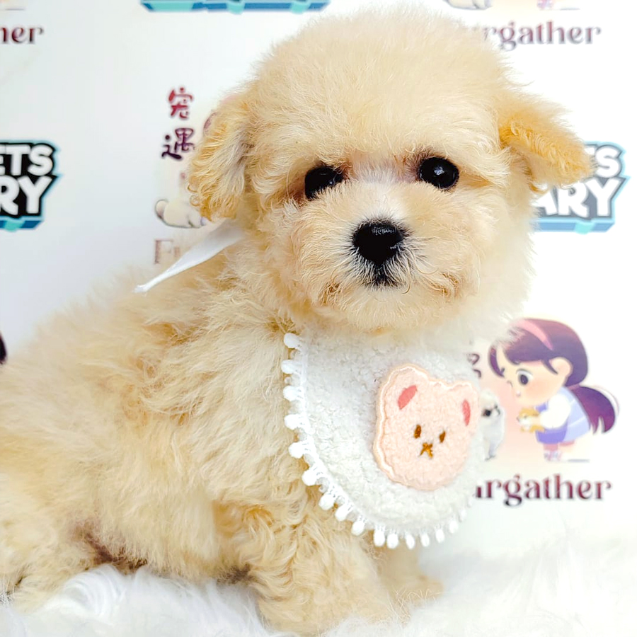 Toy Poodle Puppy