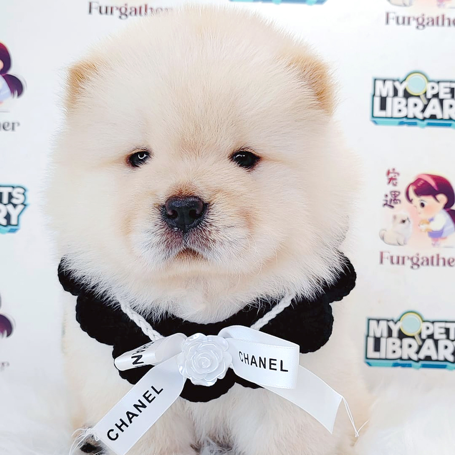 Chow Chow Puppy