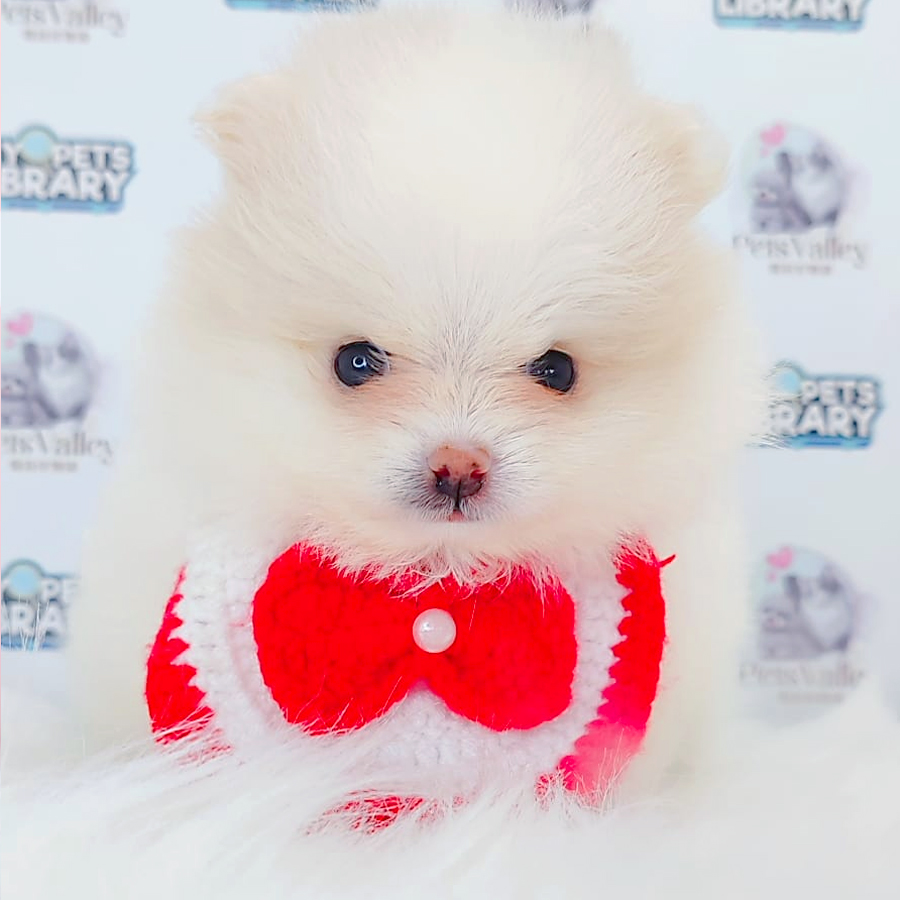 Pomeranian Puppy