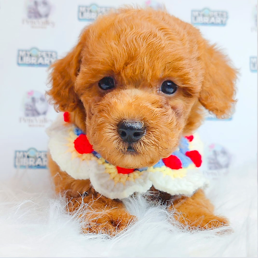 Toy Poodle Puppy