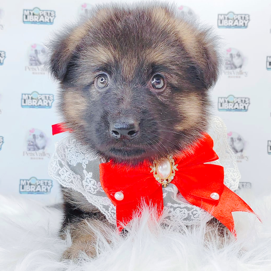 German Shepherd Puppy