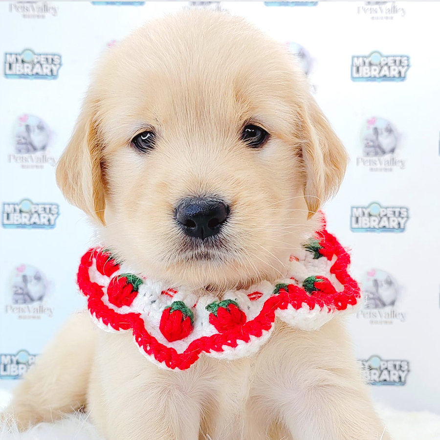 Golden Retriever Puppy