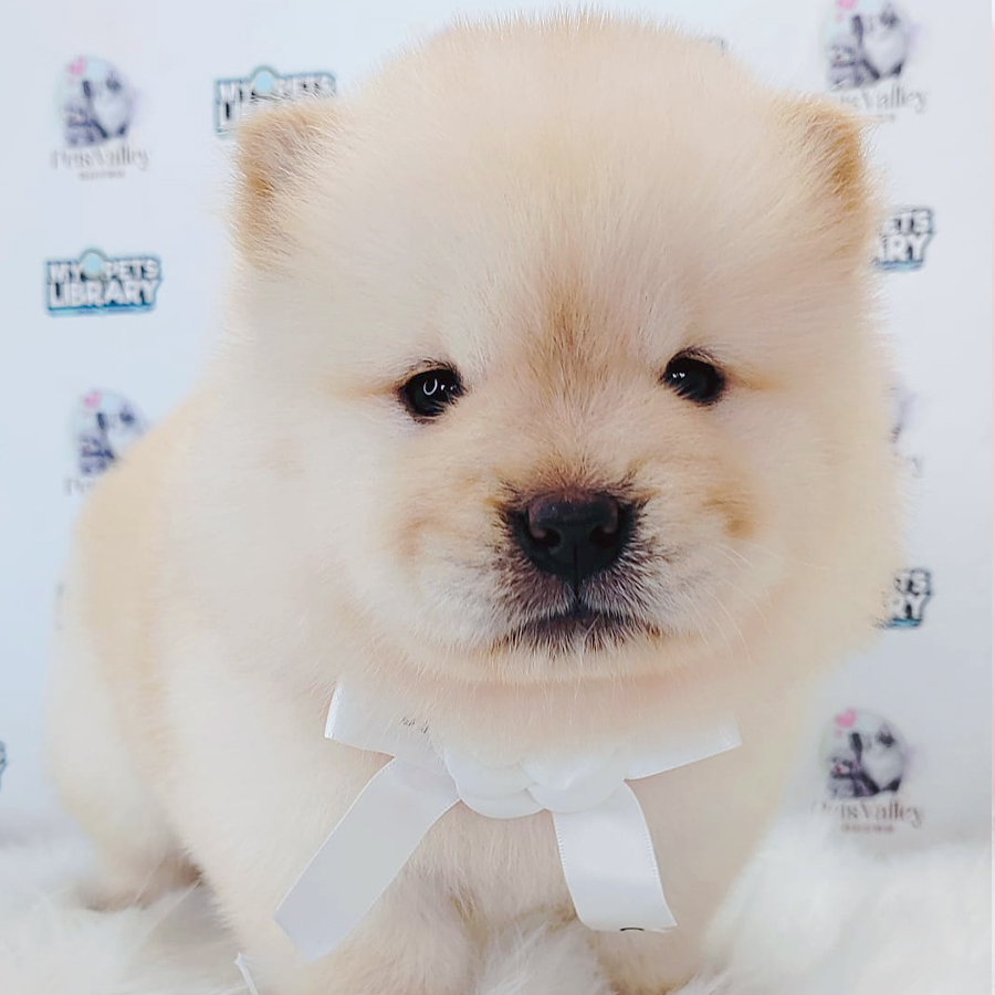 Chow Chow Puppy
