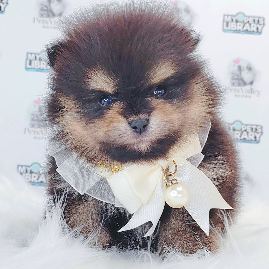 Pomeranian Puppy