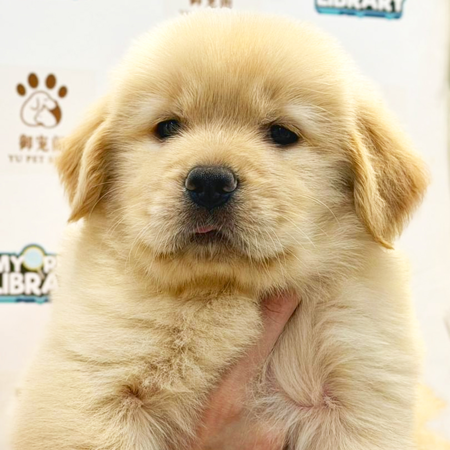 Golden Retriver Puppy
