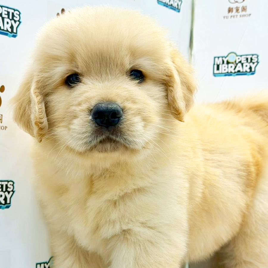 Golden Retriver Puppy