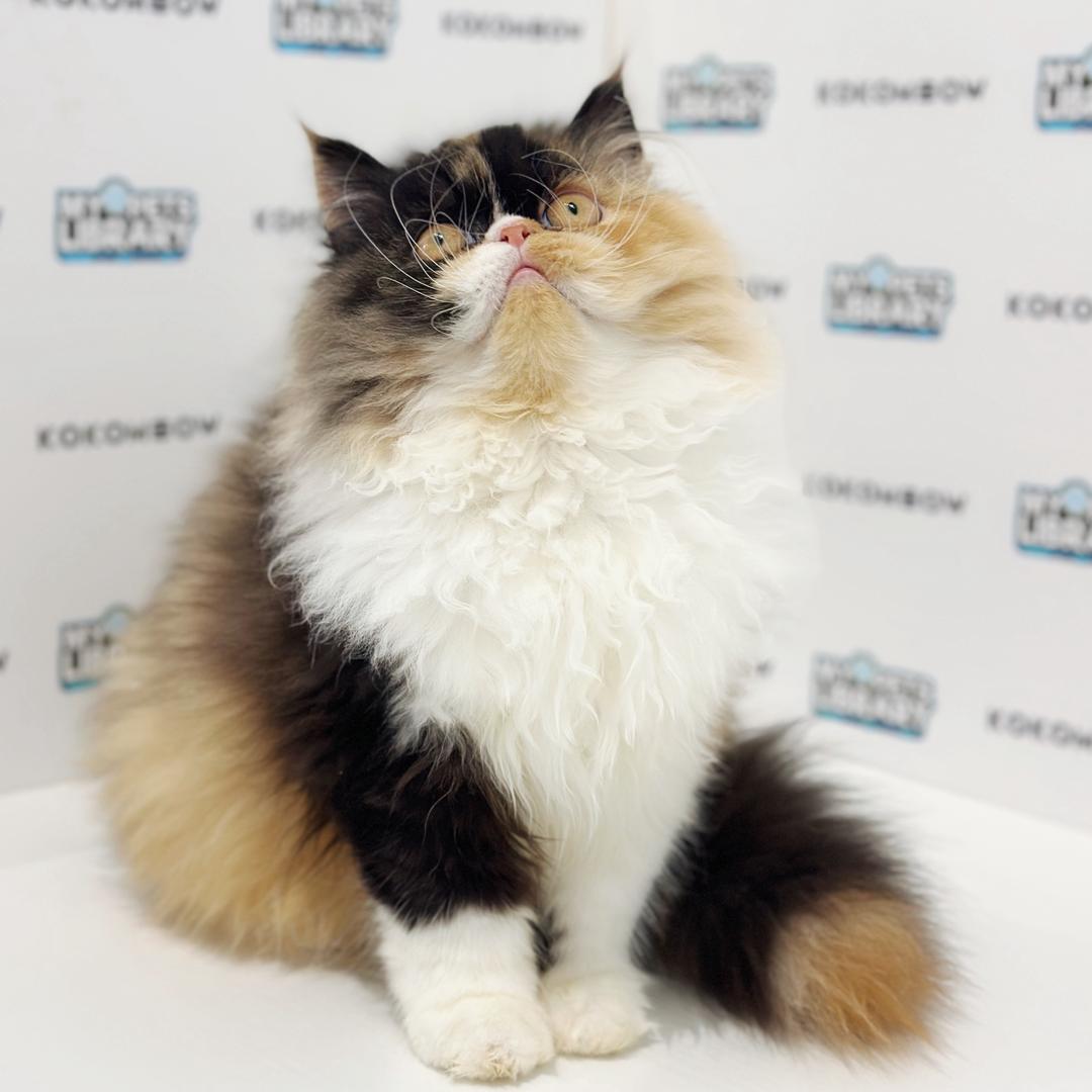 Persian Kitten