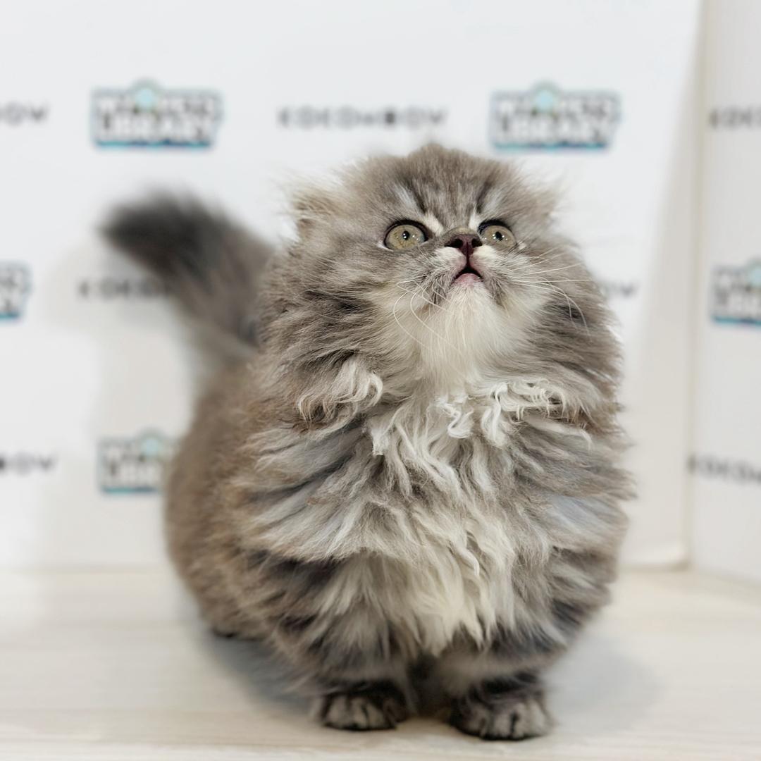 Super Short Minuet Napoleon Kitten