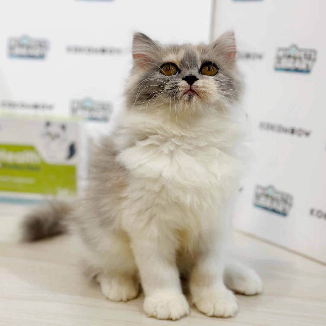 Persian Kitten