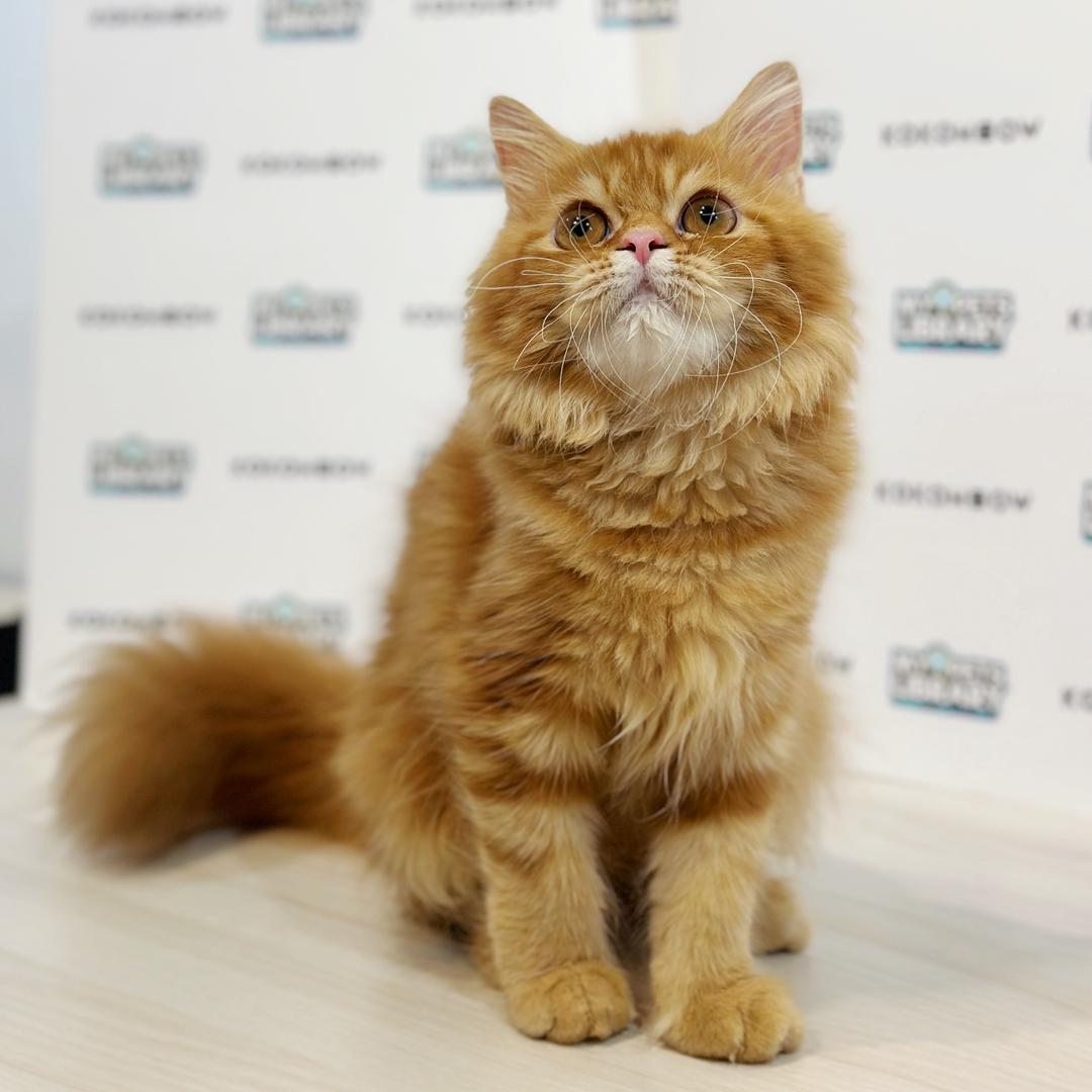 Scottish Persian Kitten