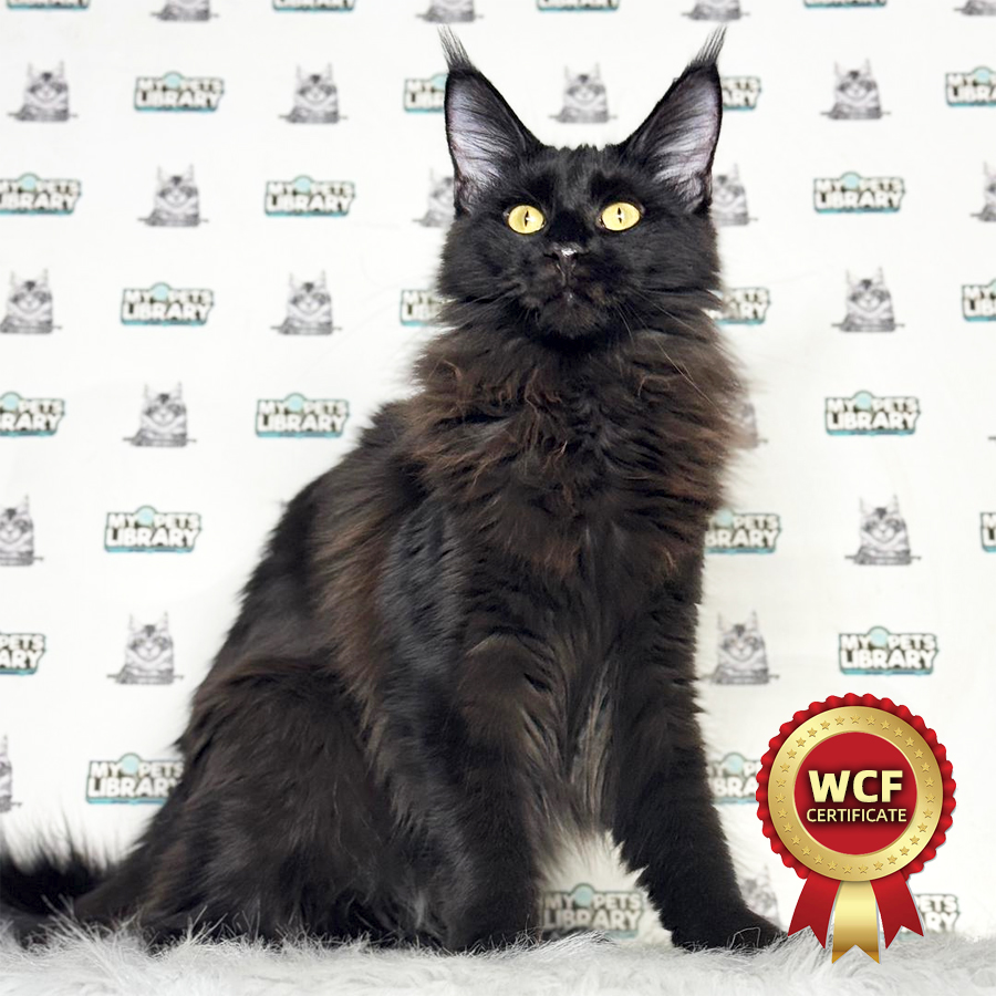 WCF Maine Coon Kitten