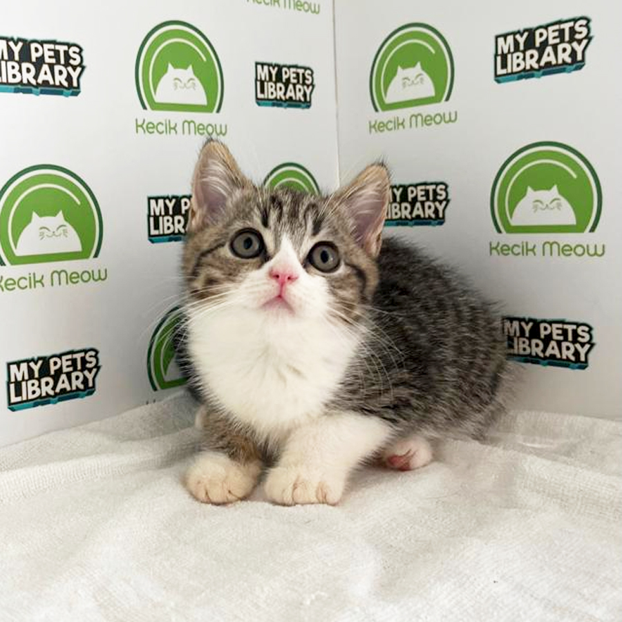 British Shorthair Kitten
