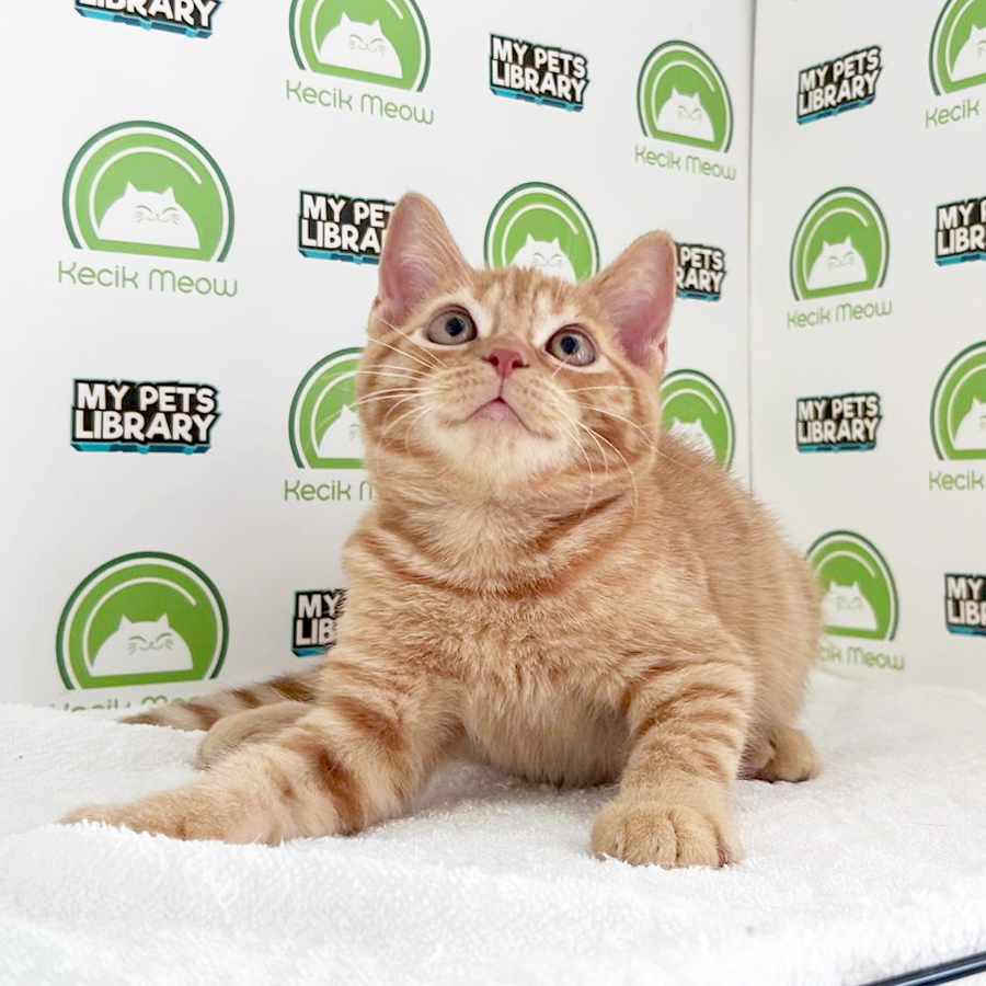 British Shorthair Kitten