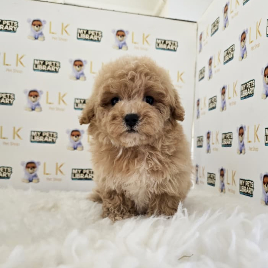 Tiny Maltipoo Puppy