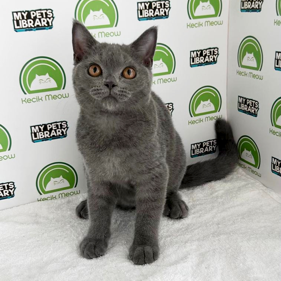 British Shorthair Kitten