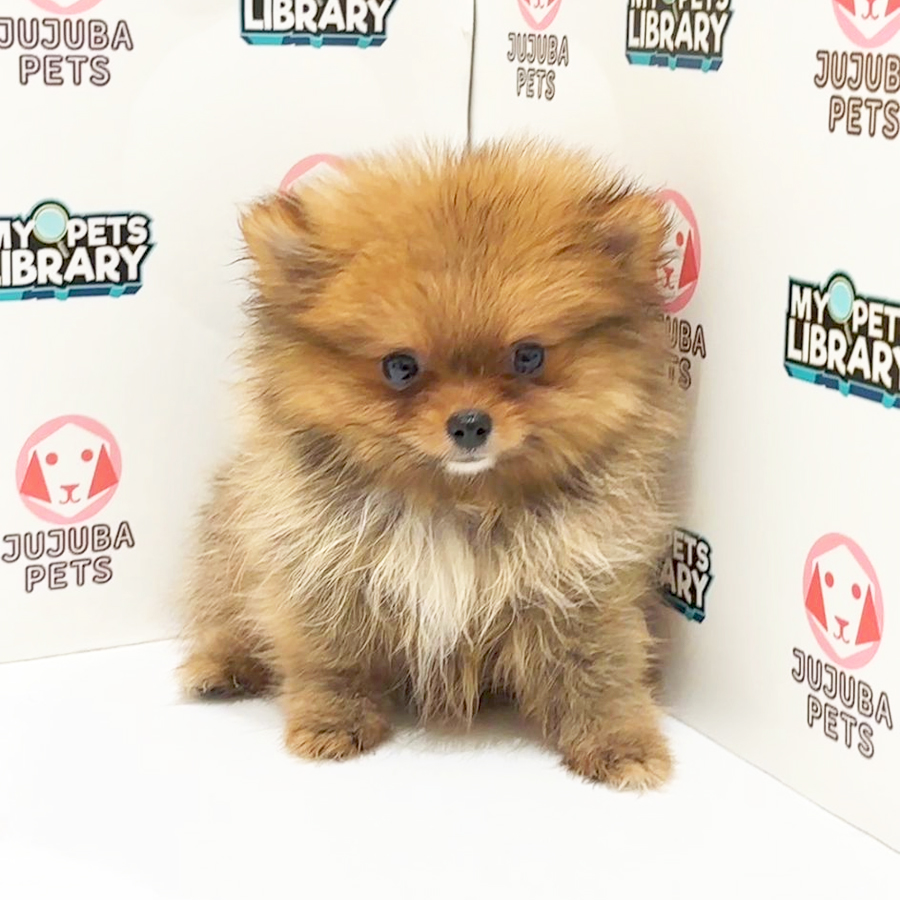 Pomeranian Puppy