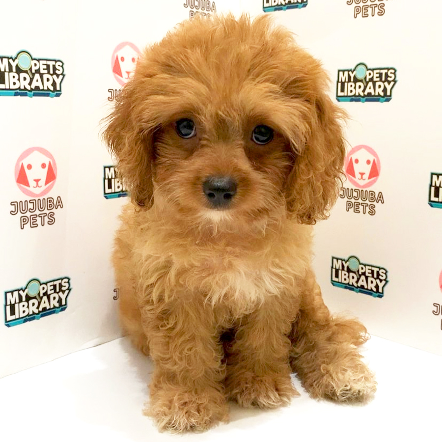 Cavapoo Puppy