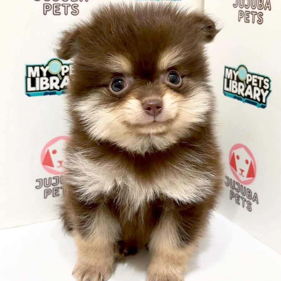 Pomeranian Puppy