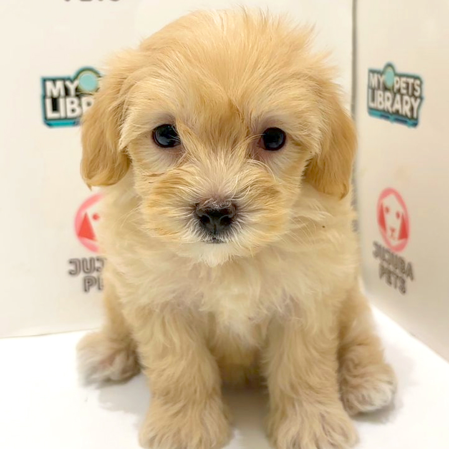 Maltipoo Puppy