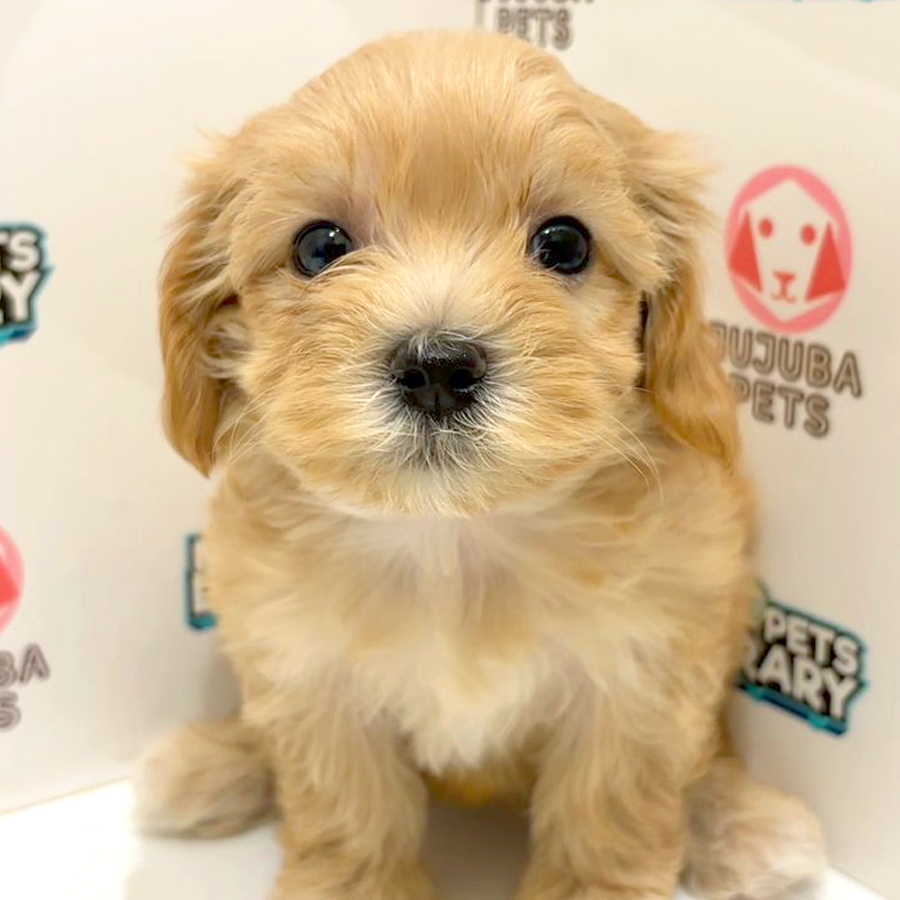 Maltipoo Puppy