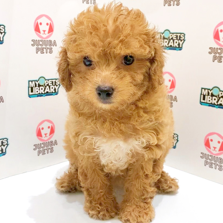 Toy Poodle Puppy