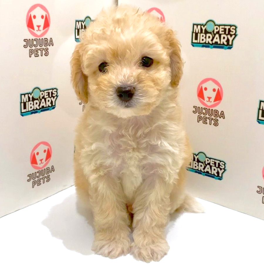 Maltipoo Puppy