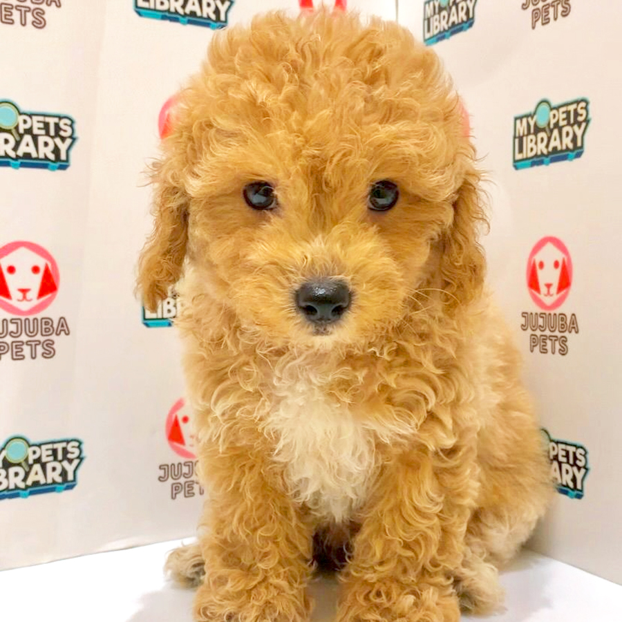 Toy Poodle Puppy