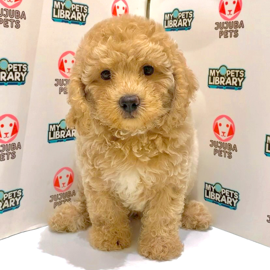 Toy Poodle Puppy